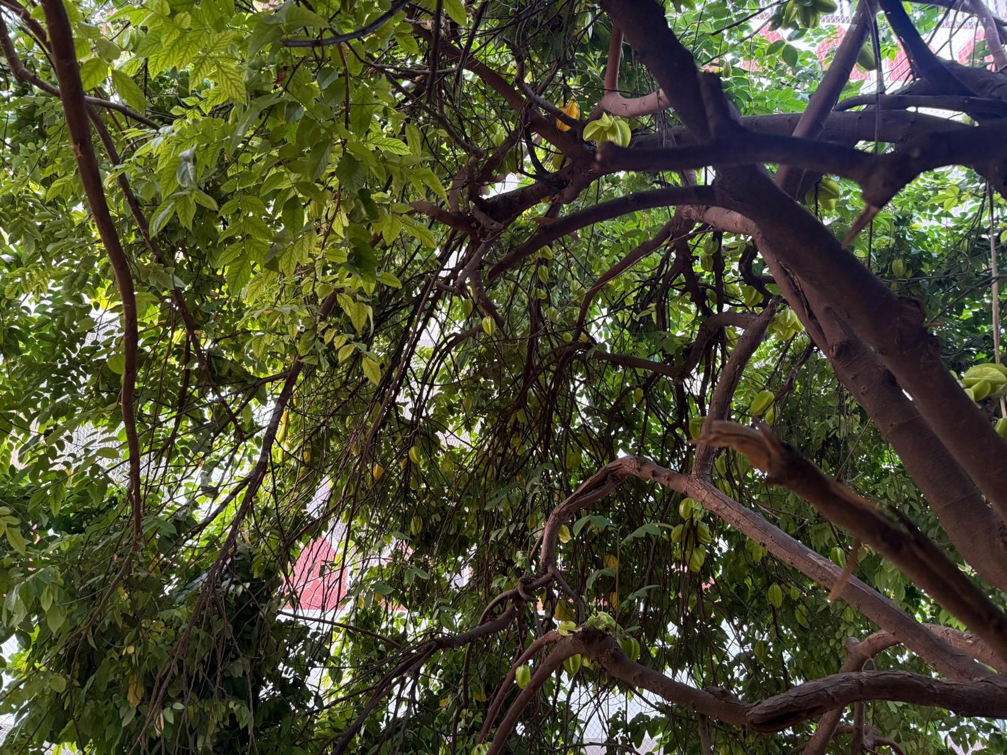 Hotel Green Heaven Resort Pushkar Exteriör bild
